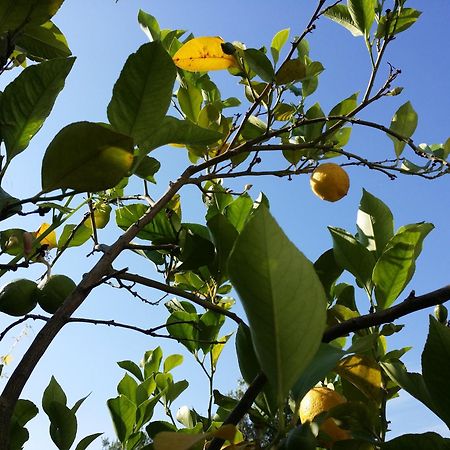 לינה וארוחת בוקר צ'לייה מספיקה Il Melograno מראה חיצוני תמונה