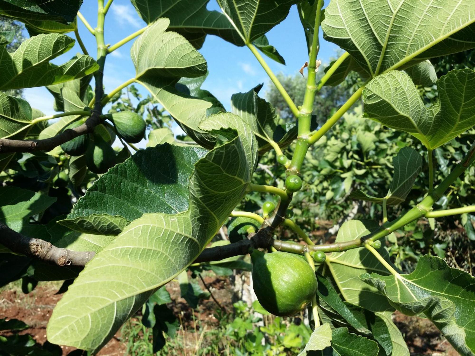 לינה וארוחת בוקר צ'לייה מספיקה Il Melograno מראה חיצוני תמונה